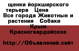 щенки йоркширского терьера › Цена ­ 20 000 - Все города Животные и растения » Собаки   . Крым,Красногвардейское